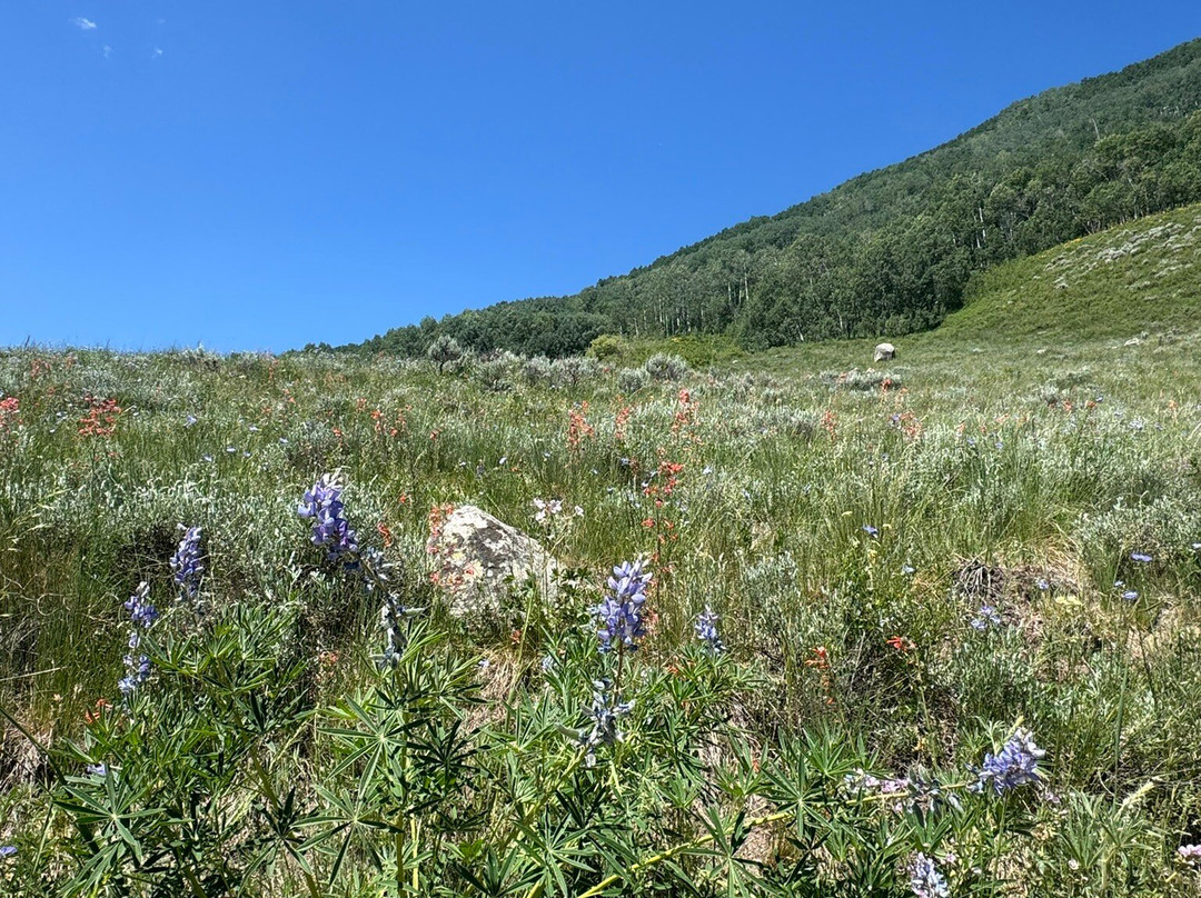 Brush Creek Trailhead-克雷斯特德比特必去景点