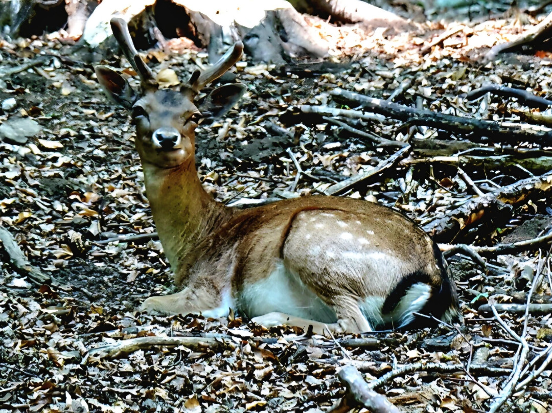 Foresta Umbra-Monte Sant'Angelo必去景点