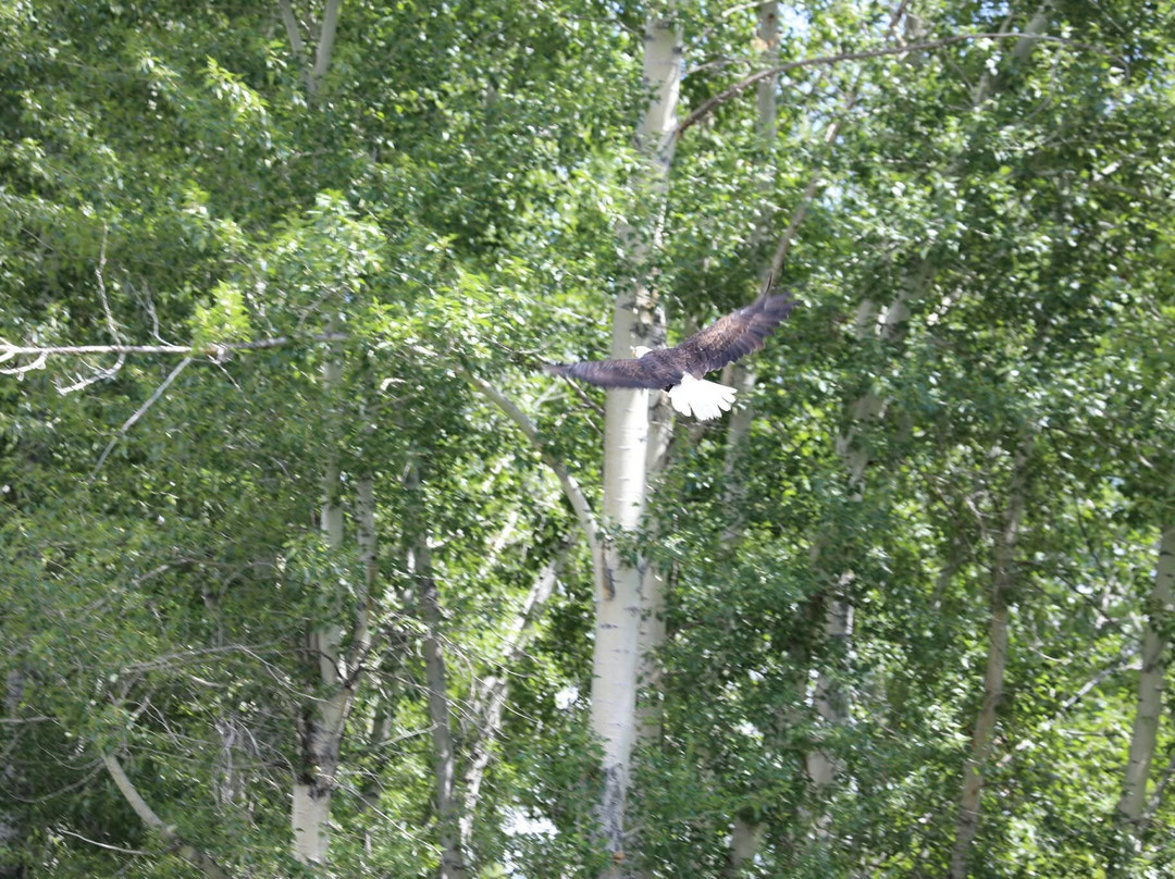 Rawhide Outfitters-Salmon必去景点