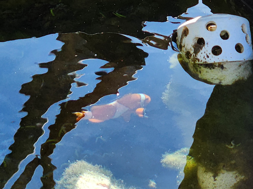 Bardi Ardyaloon Hatchery-Dampier Peninsula必去景点