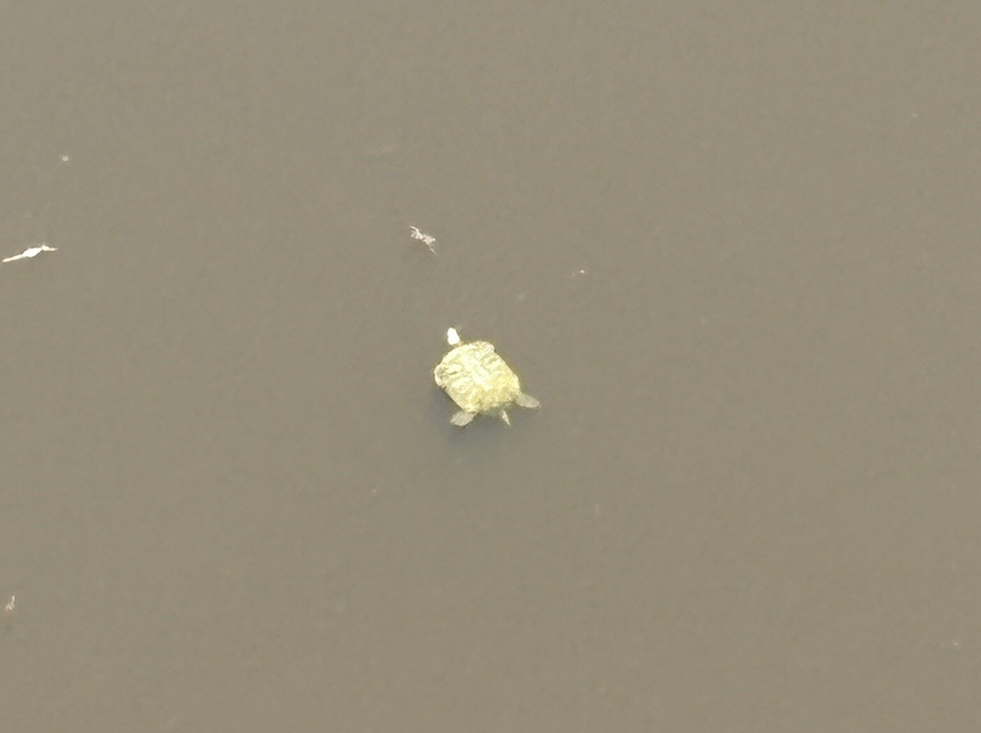 Grand Gulf State Park-Thayer必去景点