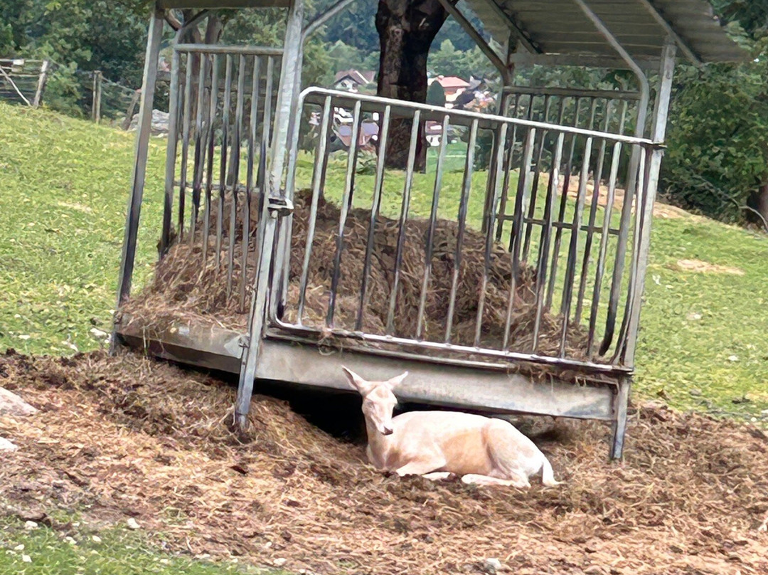 Alpen Wildpark-Feld am See必去景点