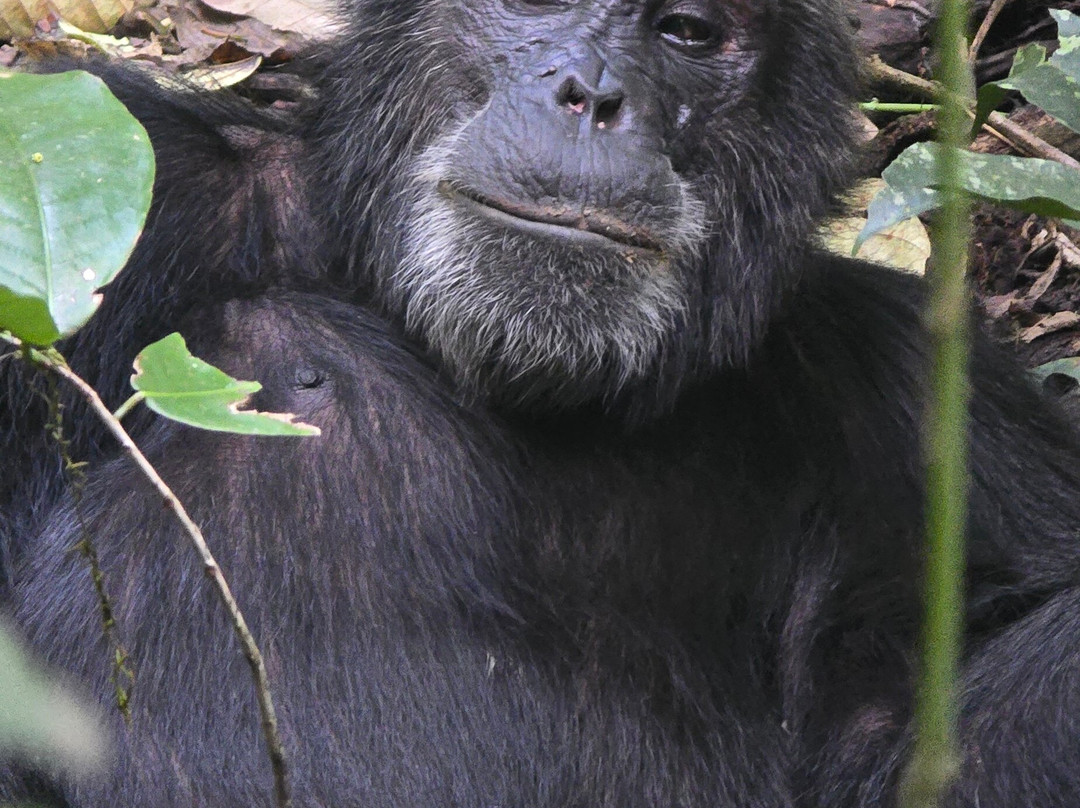 Activentures Africa Safaris-坎帕拉必去景点