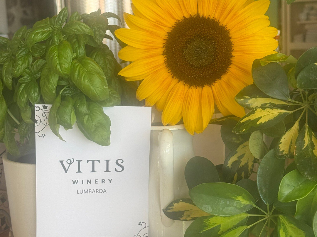 Vitis Winery-伦巴达必去景点