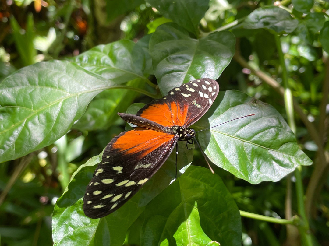 Sukia Park & Zip Line Tour-哥斯达黎加安东尼奥国家公园必去景点