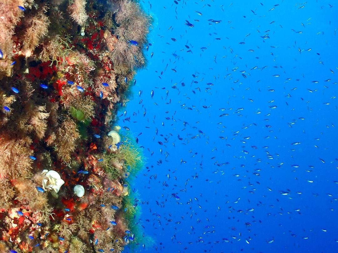 Dive & Fun-卡普德佩拉必去景点