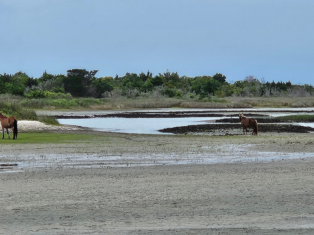 Shackleford Banks-Harkers Island必去景点