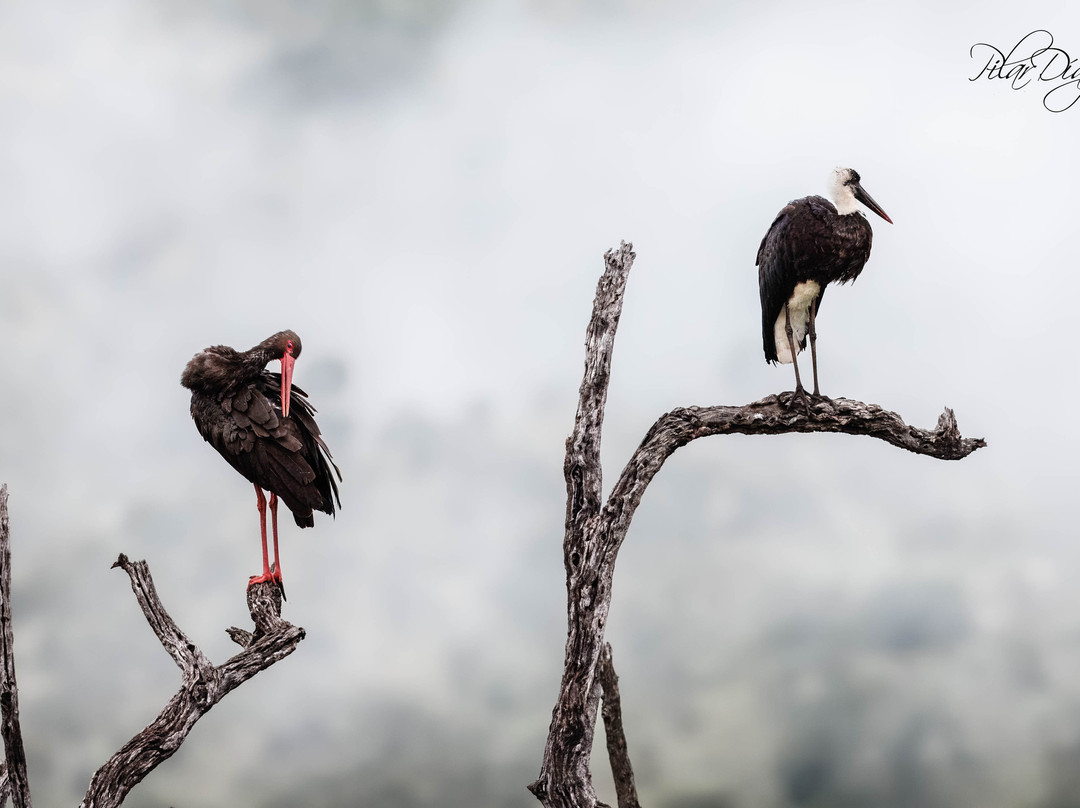 Bafazi Safari and Tours-雾观必去景点