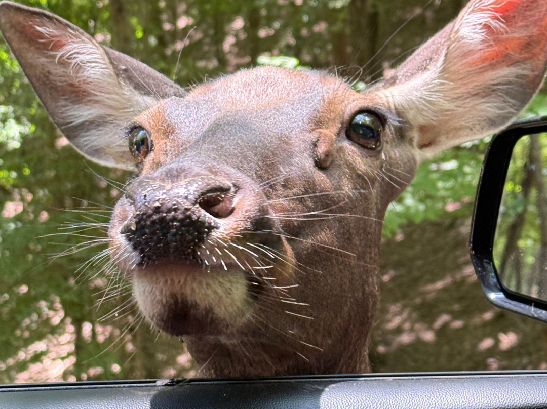 Briarwood Ranch Safari Park-莫利斯敦必去景点