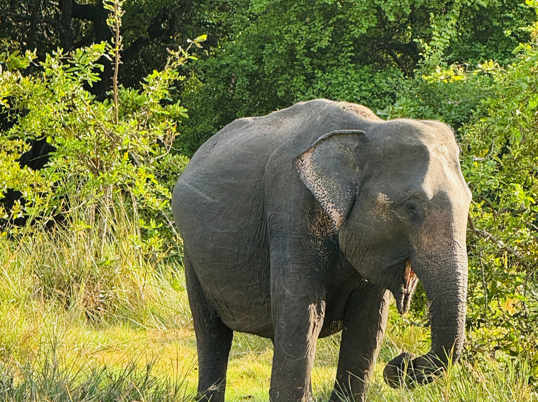 Travo Lanka Tours & Travels-卡图纳耶克必去景点