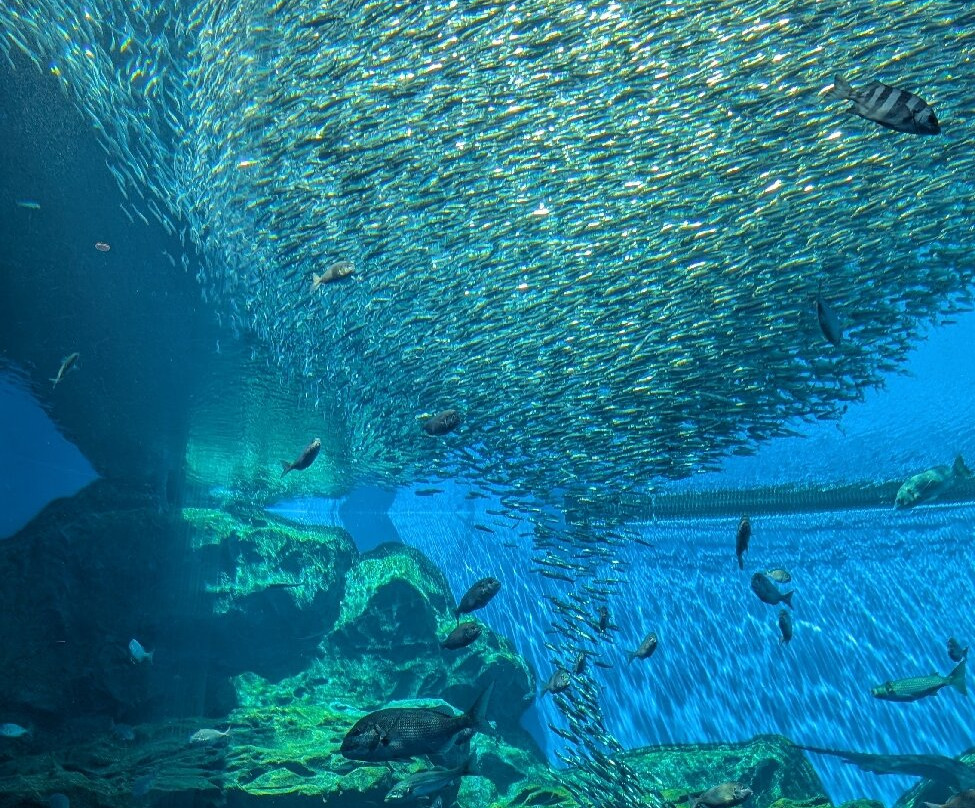 Sendai Uminomori Aquarium-仙台市必去景点