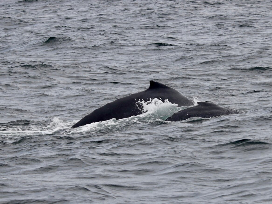 Palo Santo Travel Ecuador-Puerto Lopez必去景点