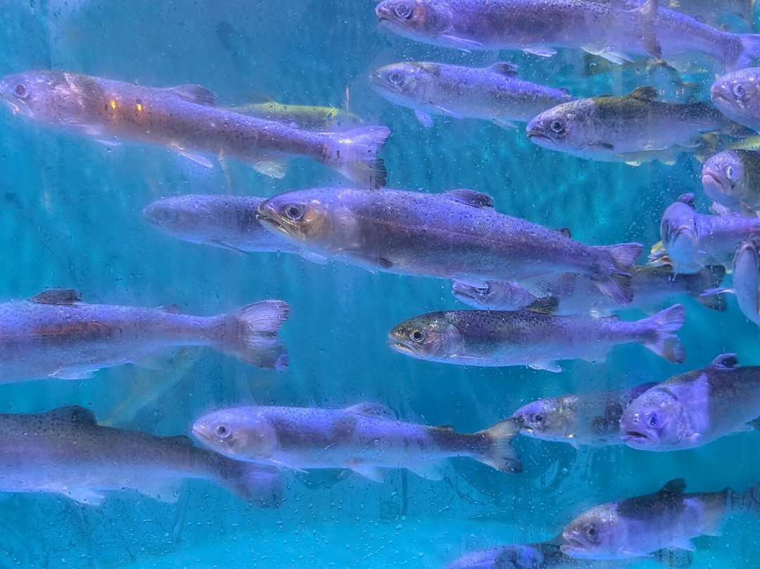 Sendai Uminomori Aquarium-仙台市必去景点