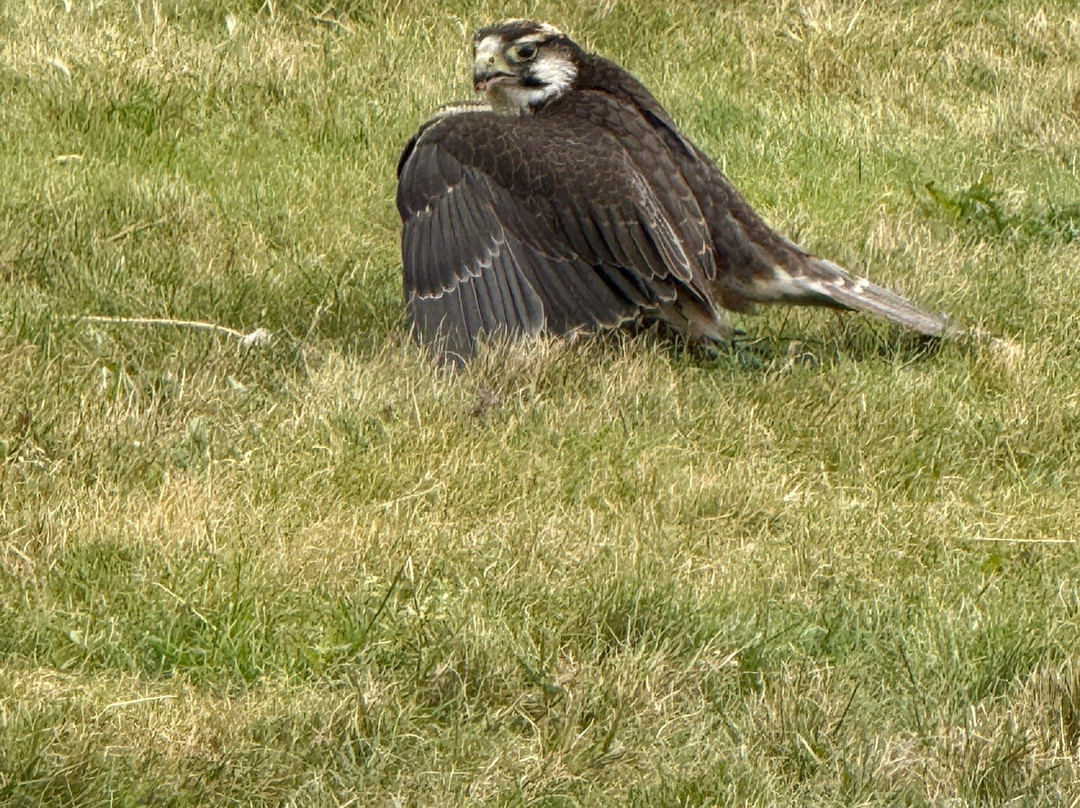 Silkeborg Rovfugleshow-Them必去景点