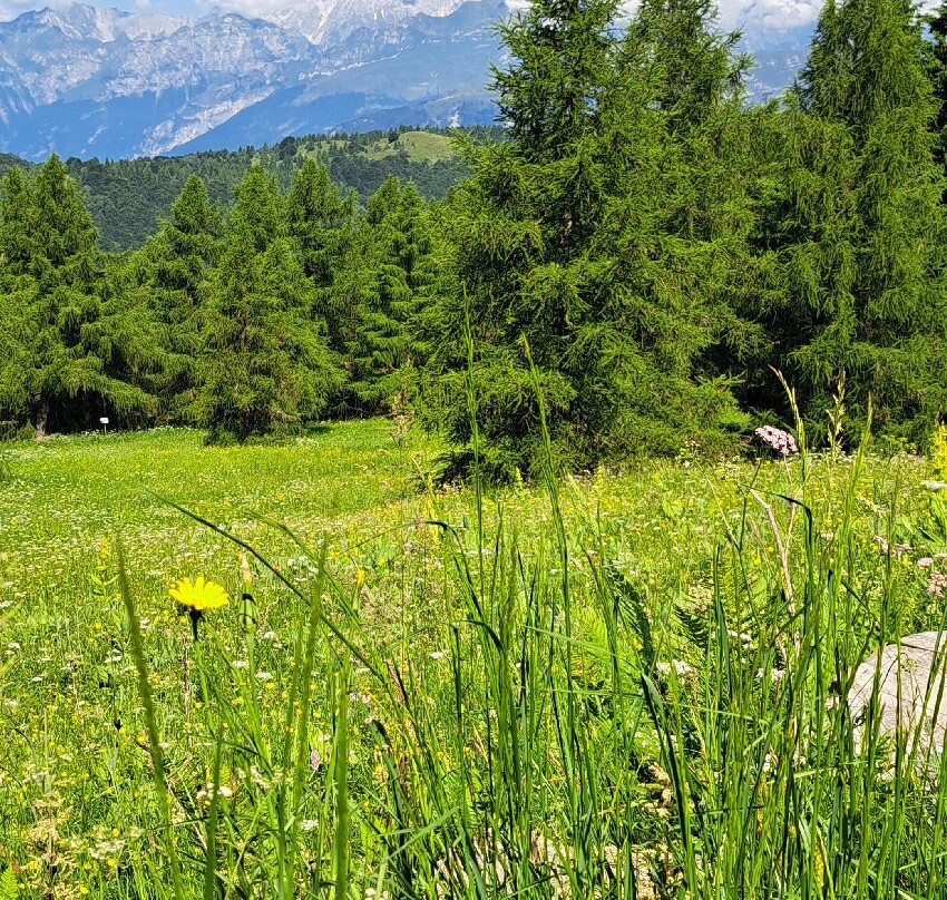 Hotel Alpine Mugon主图