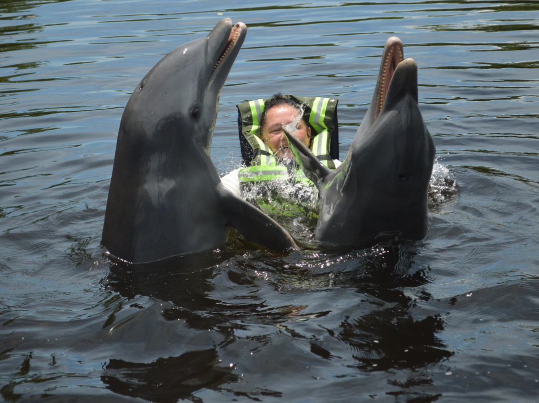 Delfinario de Cienfuegos-西恩富戈斯必去景点
