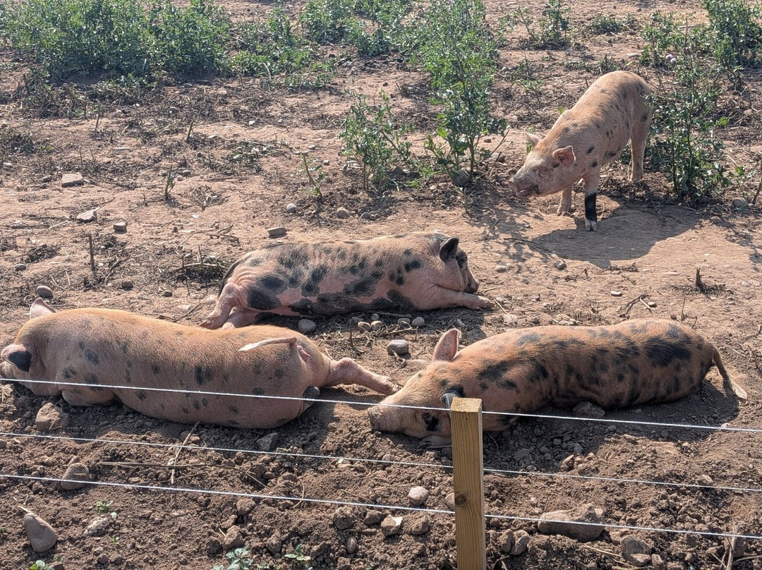 Fantasy Farm-Heather必去景点