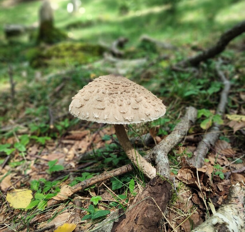 Il Sentiero delle Espressioni-Schignano必去景点