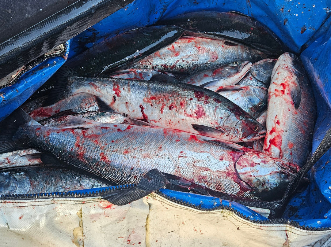 Fish N' Chips Charters-Kodiak必去景点