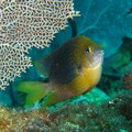 Reefwatcher