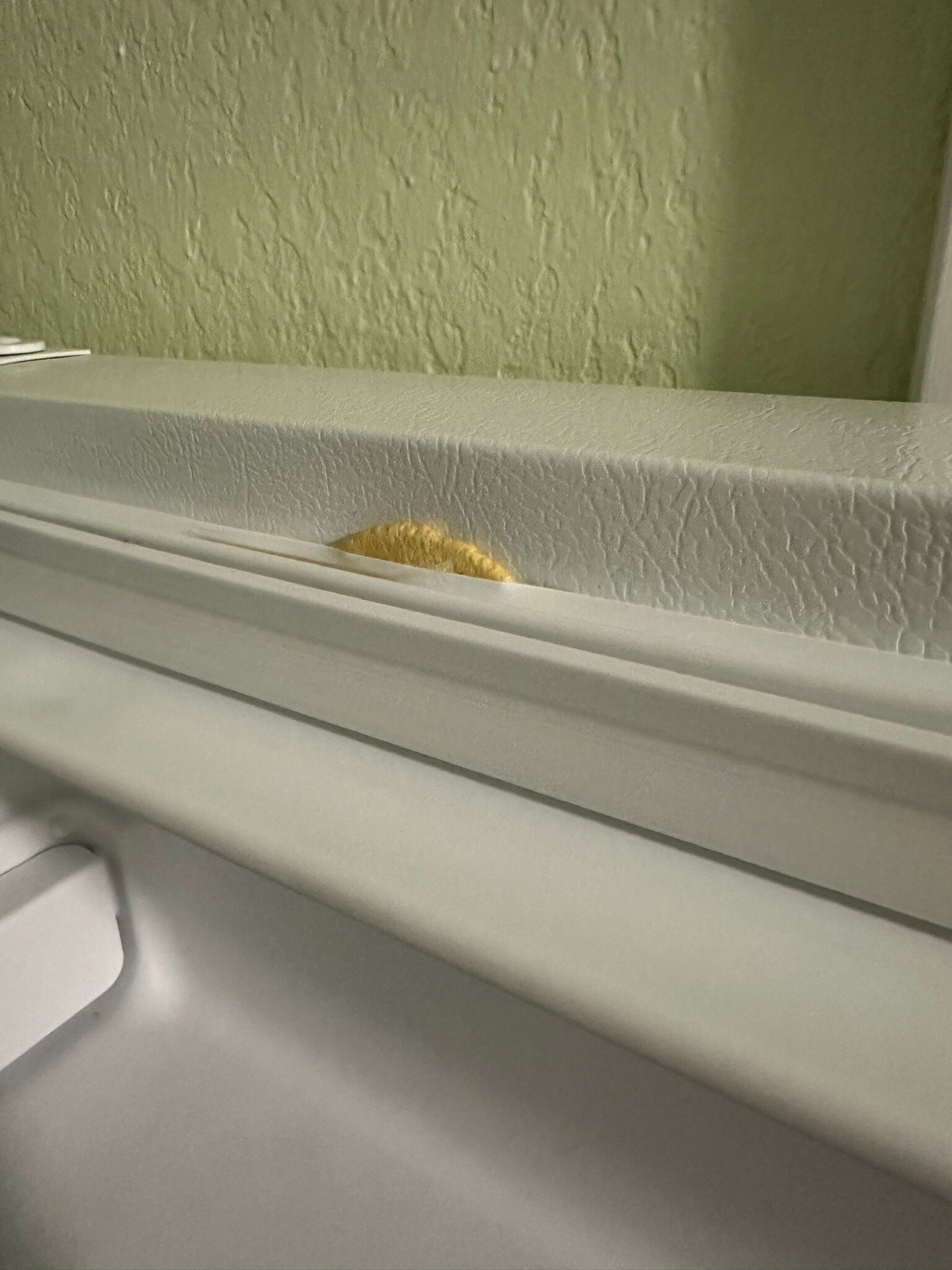 Palmetto Beachfront Resort-官方