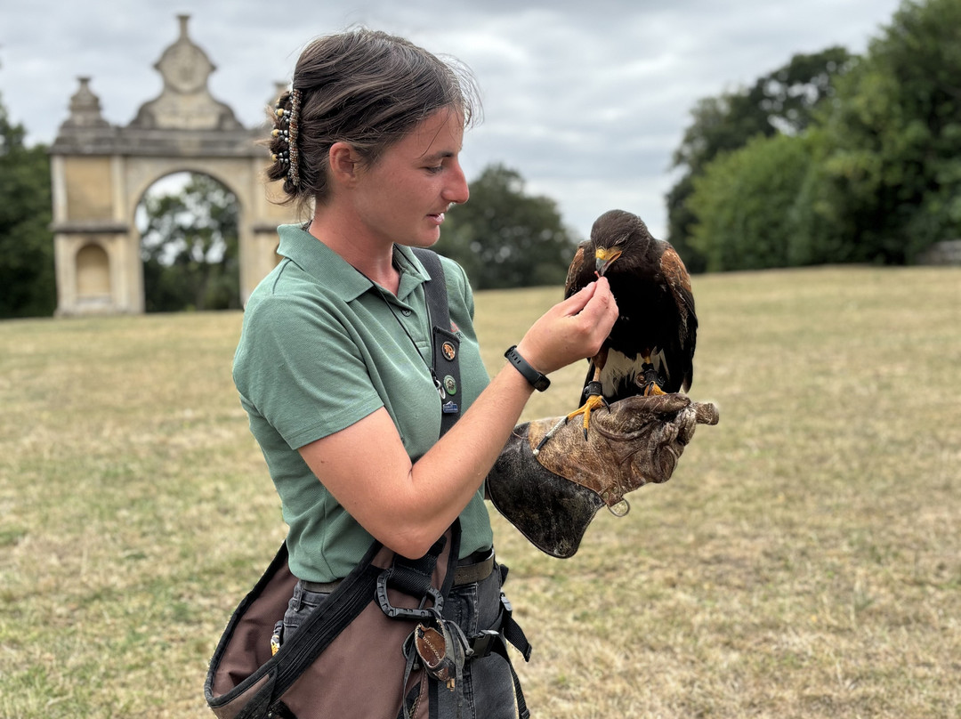 Icarus Falconry-北安普敦必去景点