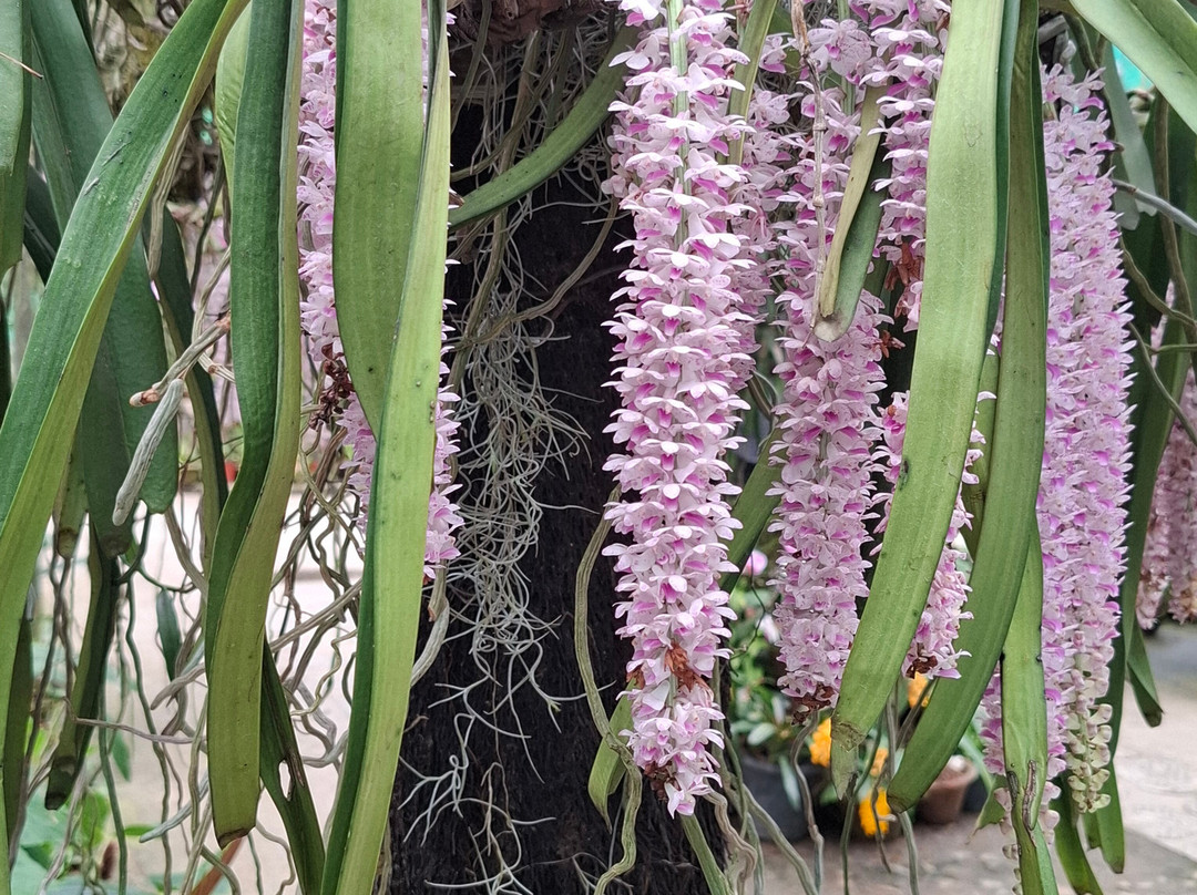 Kaziranga National Orchid And Biodiversity Park-Hatikhuli必去景点