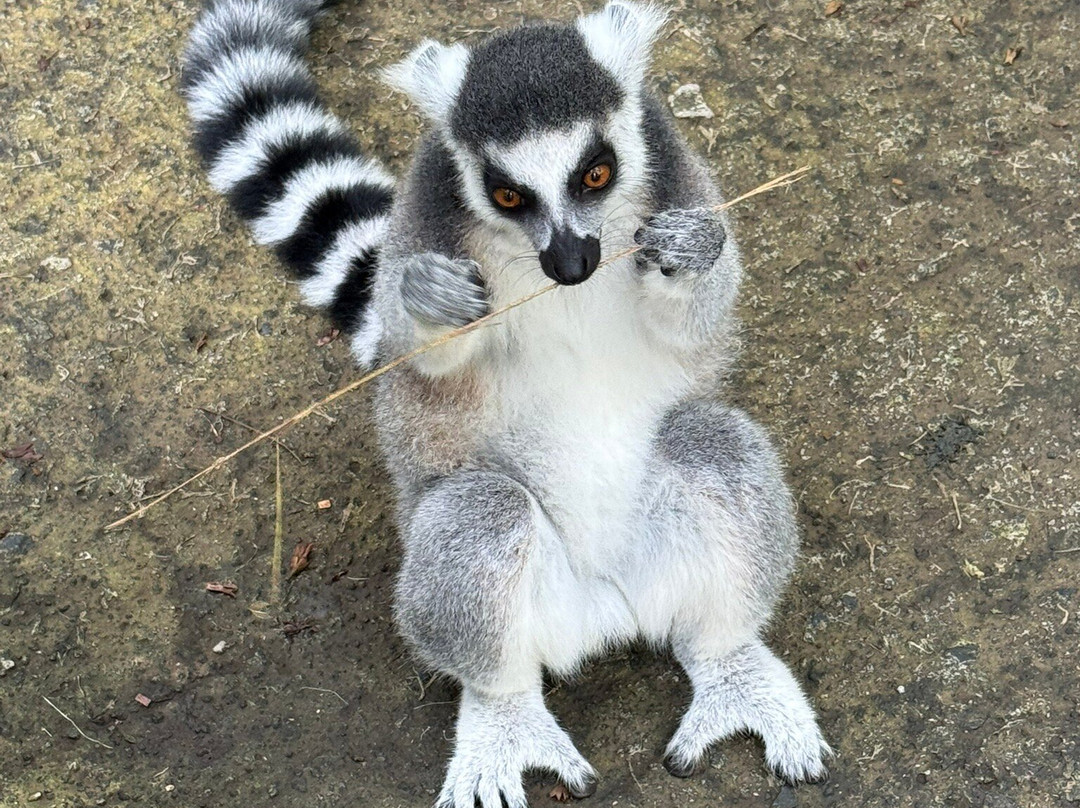 Zoo De Guadeloupe Au Parc Des Mamelles-Bouillante必去景点