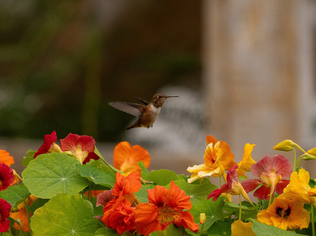 Telegraph Cove Marina & RV Park-Telegraph Cove必去景点