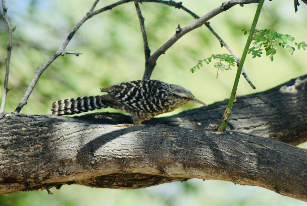Birdwatching Máncora-Mancora必去景点