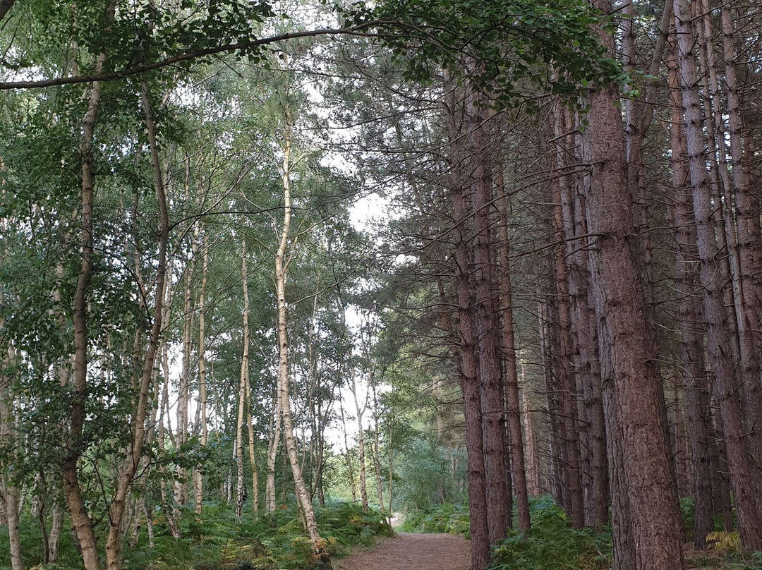 Rendlesham Forest Centre-Woodbridge必去景点