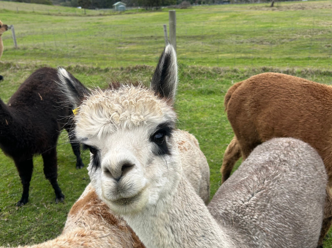 Softfoot Farm & Wildlife Park-Hindmarsh Valley必去景点