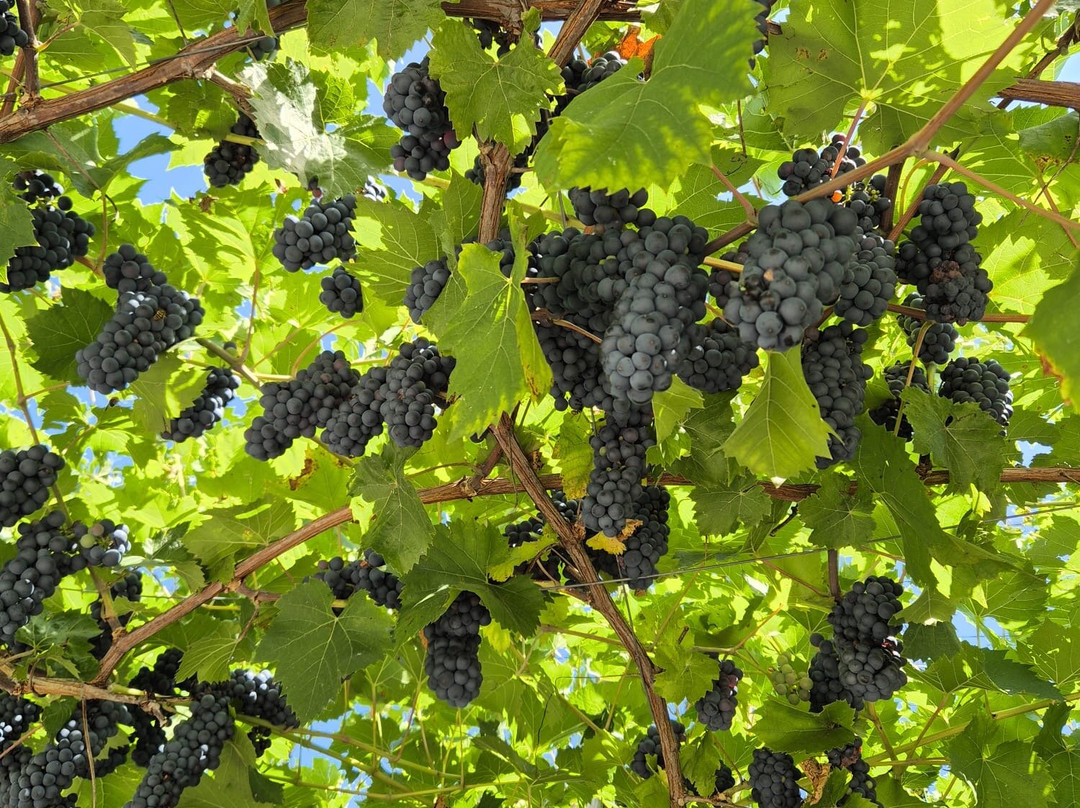 Wein-Wanderweg Weinfelden-Weinfelden必去景点