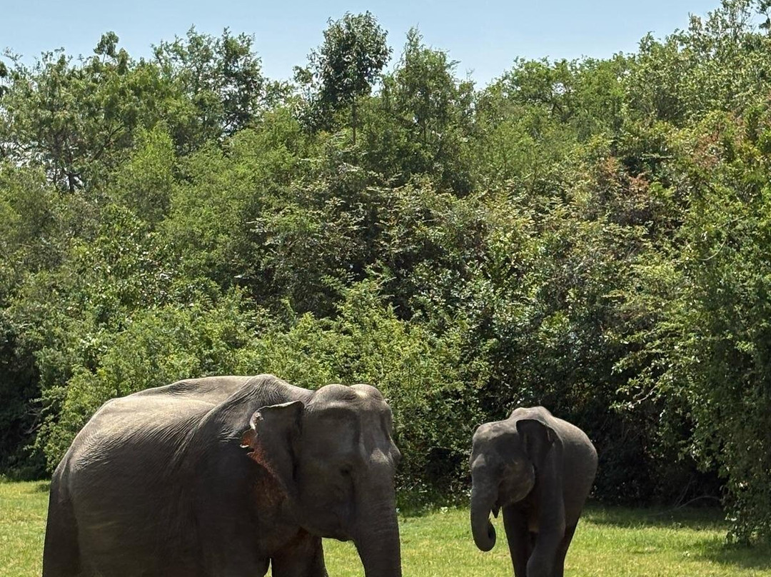 Minneriya Wild Elephant Safari-Minneriya必去景点