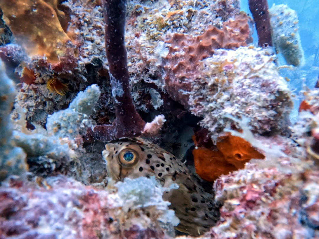 Ultra Marine Divers-蓬塔卡纳必去景点