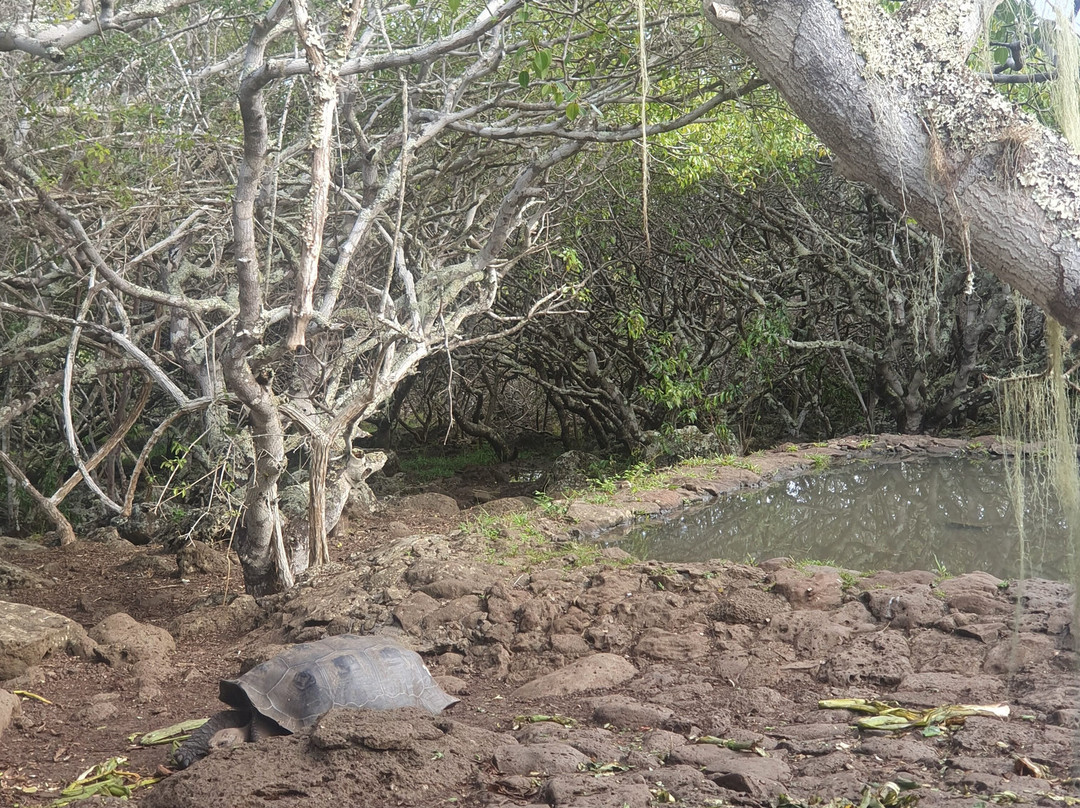 Galapaguera de Cerro Colorado-圣克里斯托瓦尔必去景点