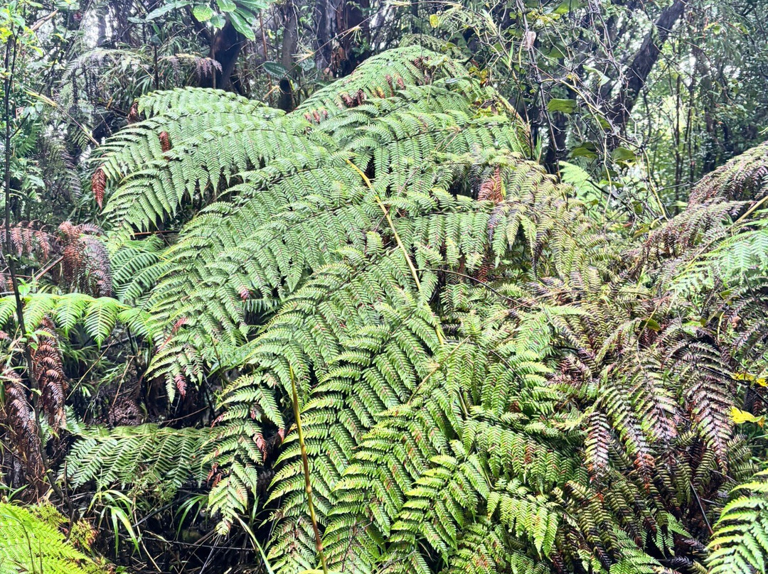 Wild Rider-阿拉辉拉必去景点