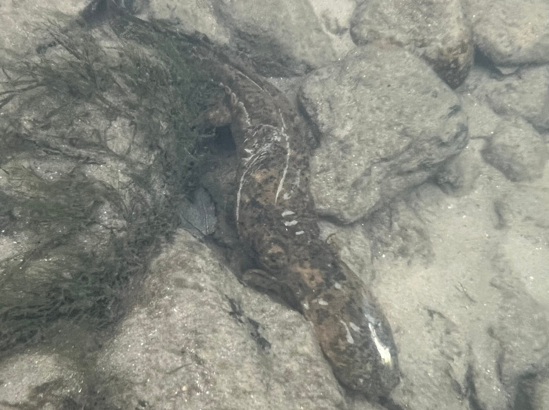 Oxbow River Snorkeling-Rosman必去景点