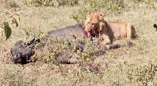 2 Days and 1 Night Amboseli Safari from Nairobi-Karen必去景点