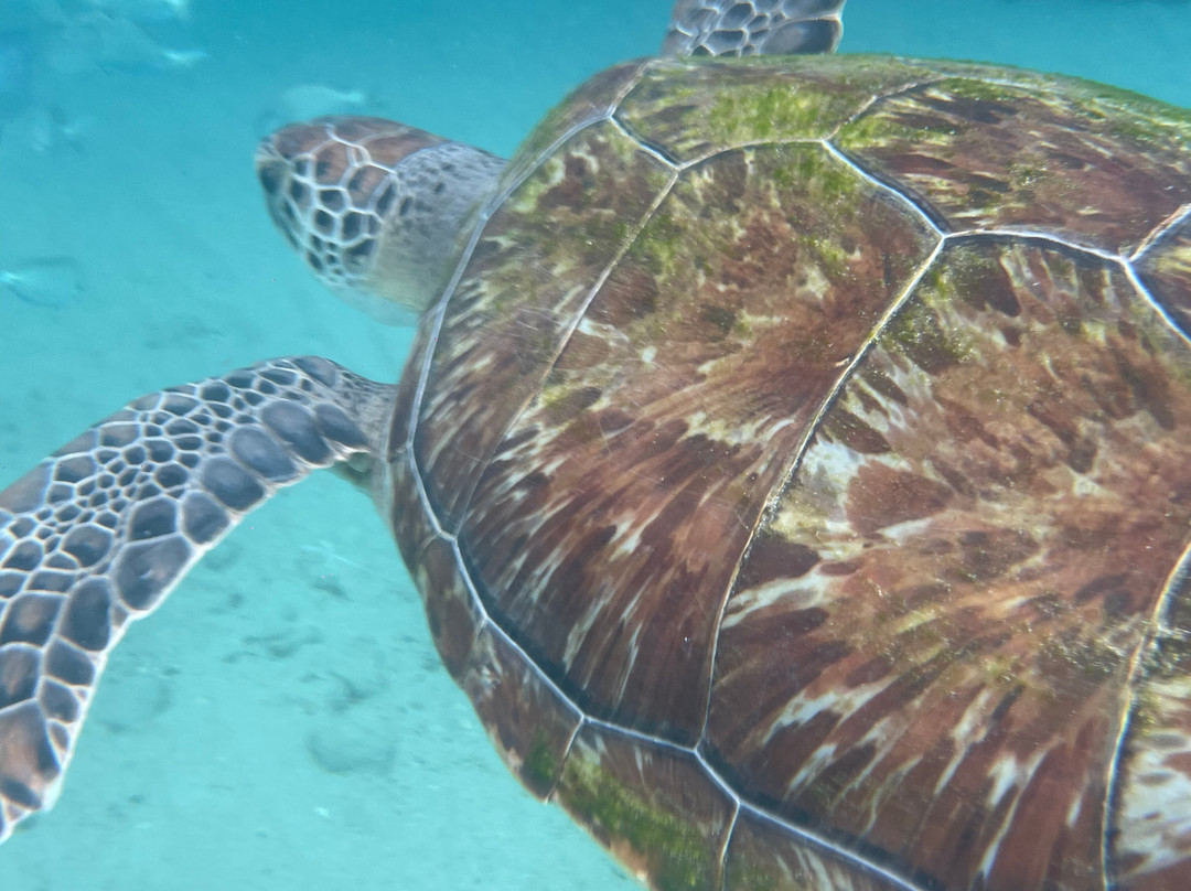 Playa Piskado/Playa Grandi-Sabana Westpunt必去景点