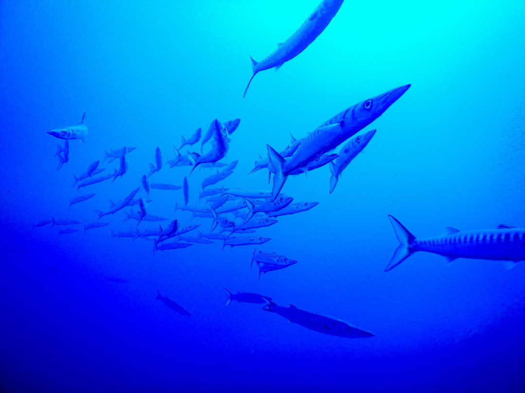 Lustrica diving-Ustica必去景点