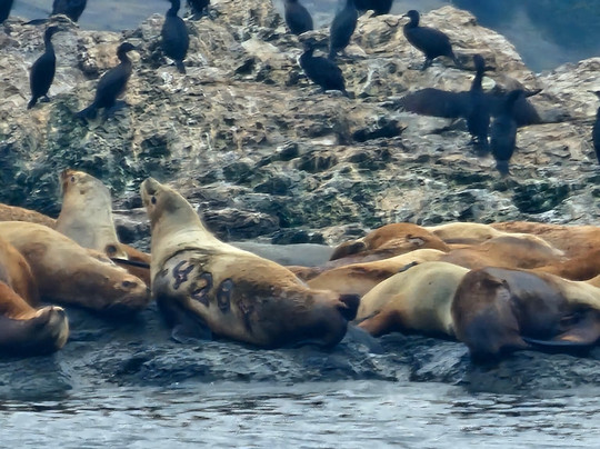 Western Prince Whale & Wildlife Tours-星期五港湾必去景点