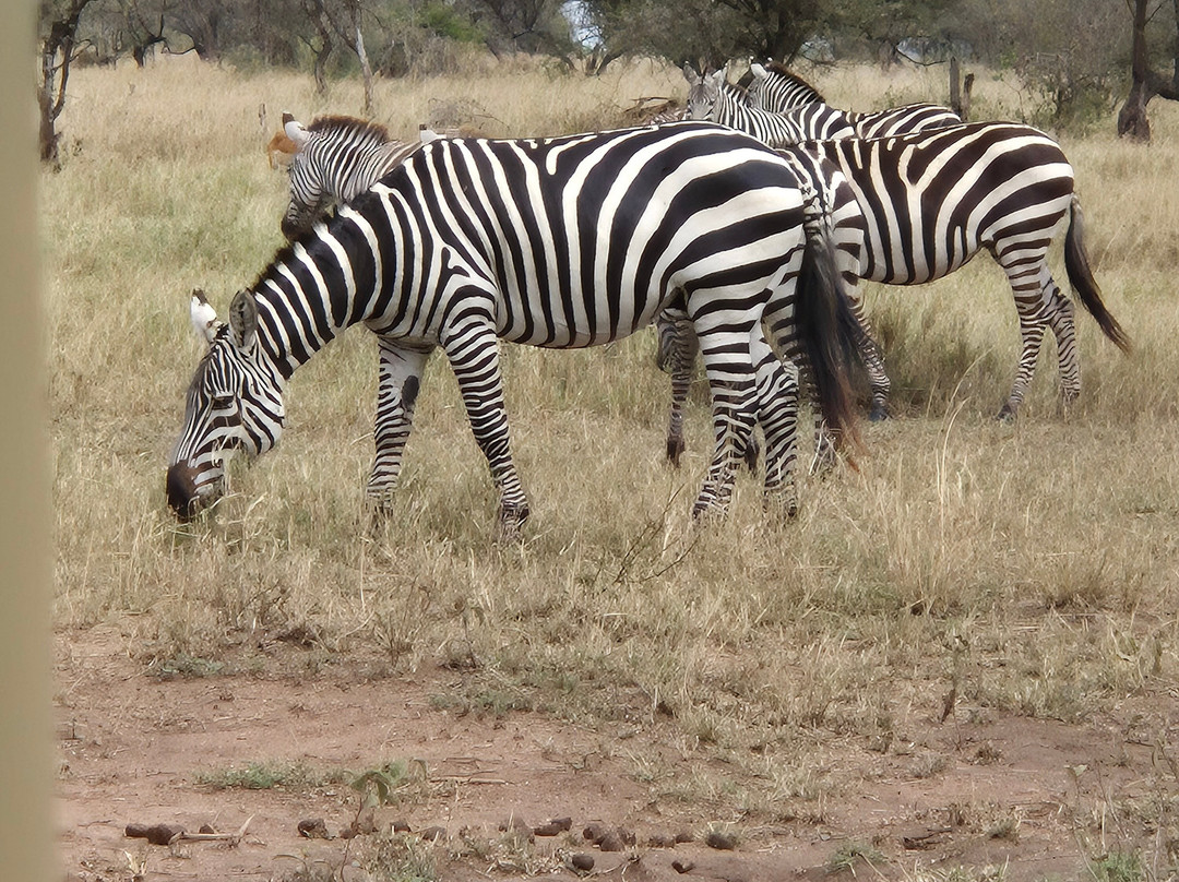 Oasis Overland-Coombe Bissett必去景点