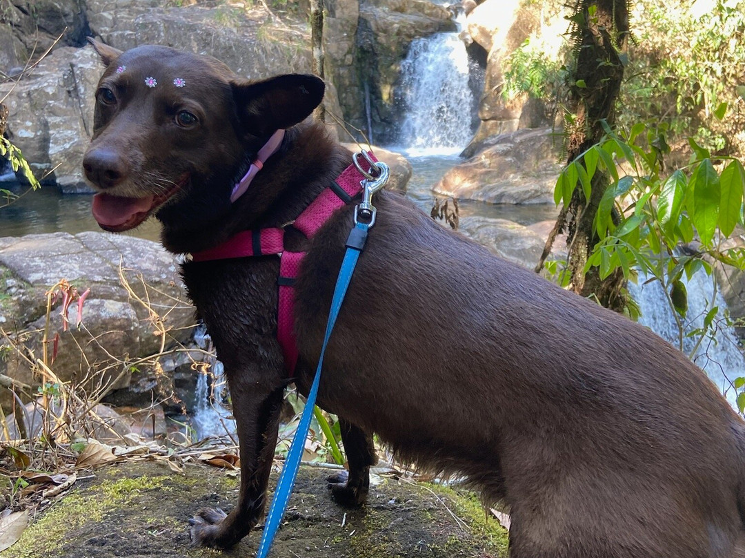 Cachoeira Pedro David-圣若泽杜斯坎普斯必去景点