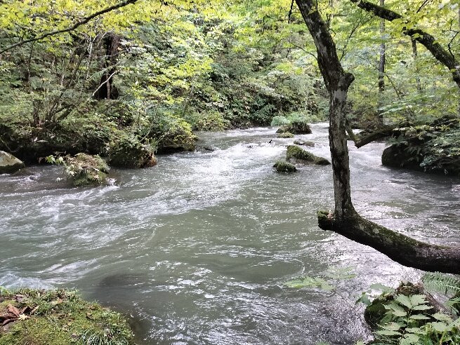 奥入濑溪流-青森县必去景点