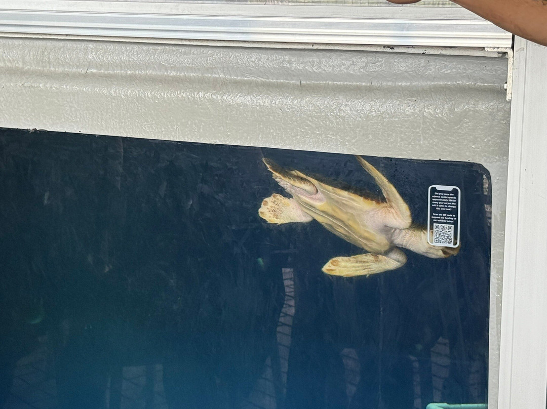 Tybee Island Marine Science Center-泰碧岛必去景点