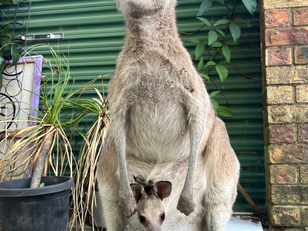 Horizons Kangaroo Sanctuary & Camp Ground-Agnes Water必去景点