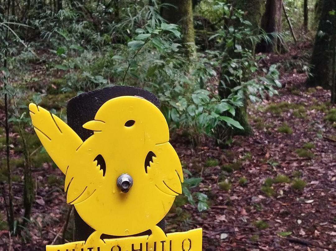 Huilo Huilo Reserva Biológica-Los Rios Region必去景点