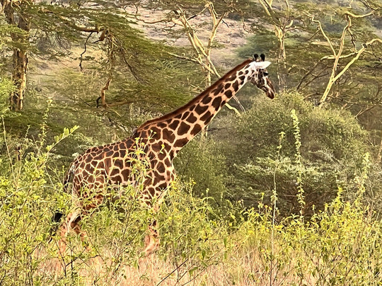 Trav-Interactive-内罗毕必去景点