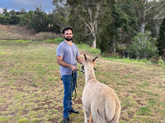 Maui Alpaca-马卡瓦必去景点